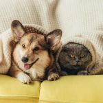 Do Air Purifiers Work for Pet Allergies