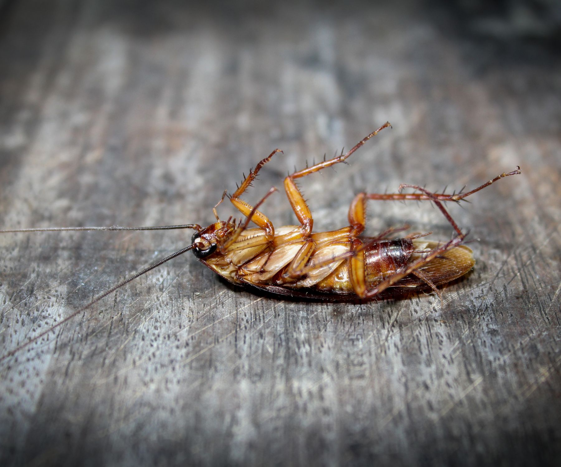 does ozone kill roaches