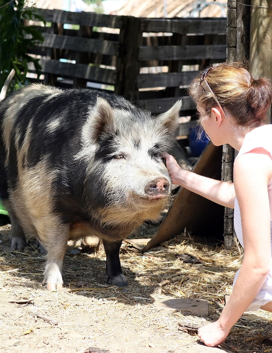 animal-bacon-big-boar