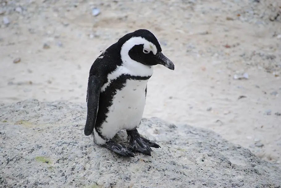 penguin-ze-tired-africa