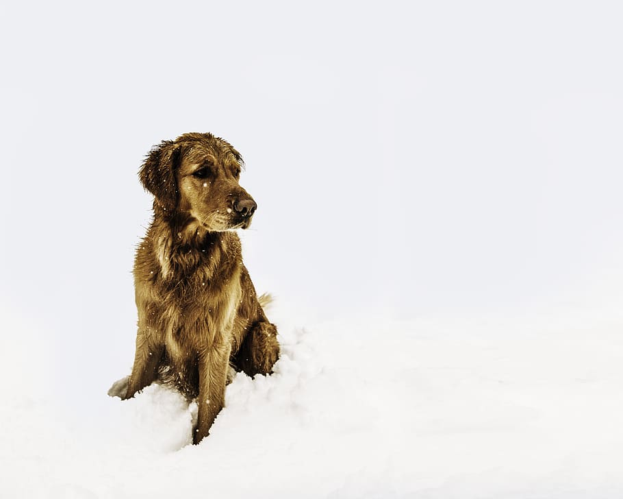 Are Humidifiers Safe For Dogs?