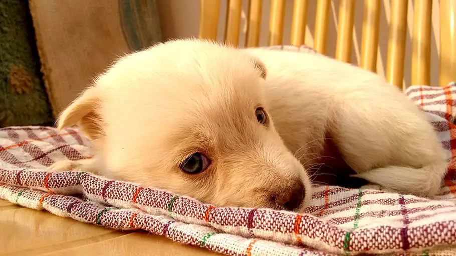 is a humidifier good for dogs