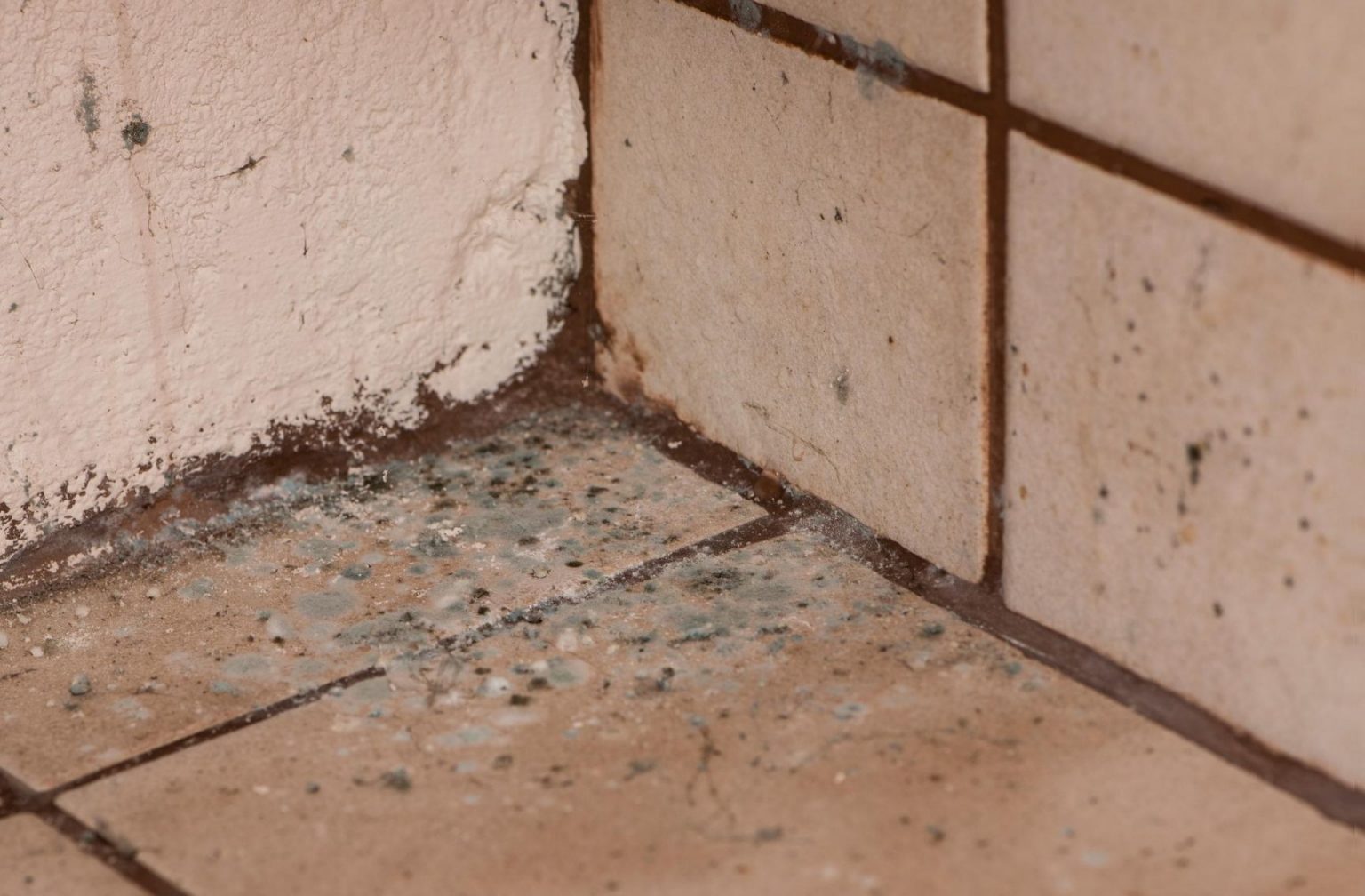 How to Tell the Difference Between Mold and Mildew?