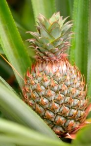 Ananas Comosus Pineapple plant