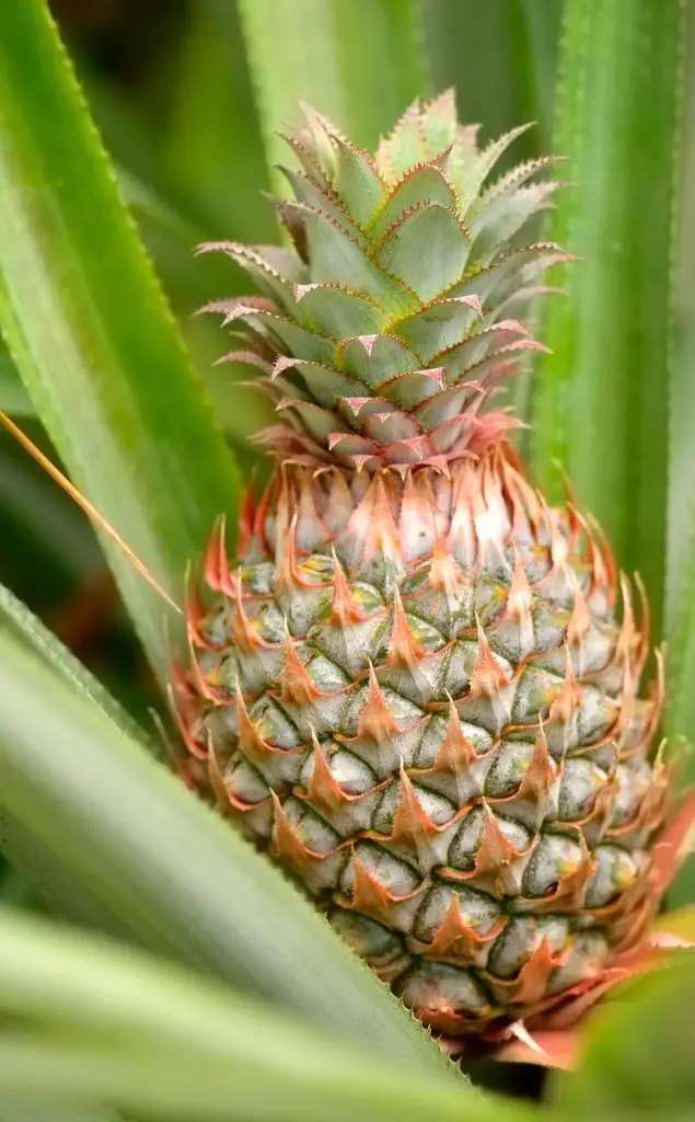 23Highest Oxygen Producing Air Purifying Plants