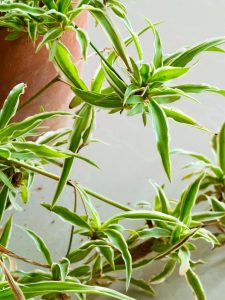 Chlorophytum comosum -Spider plant