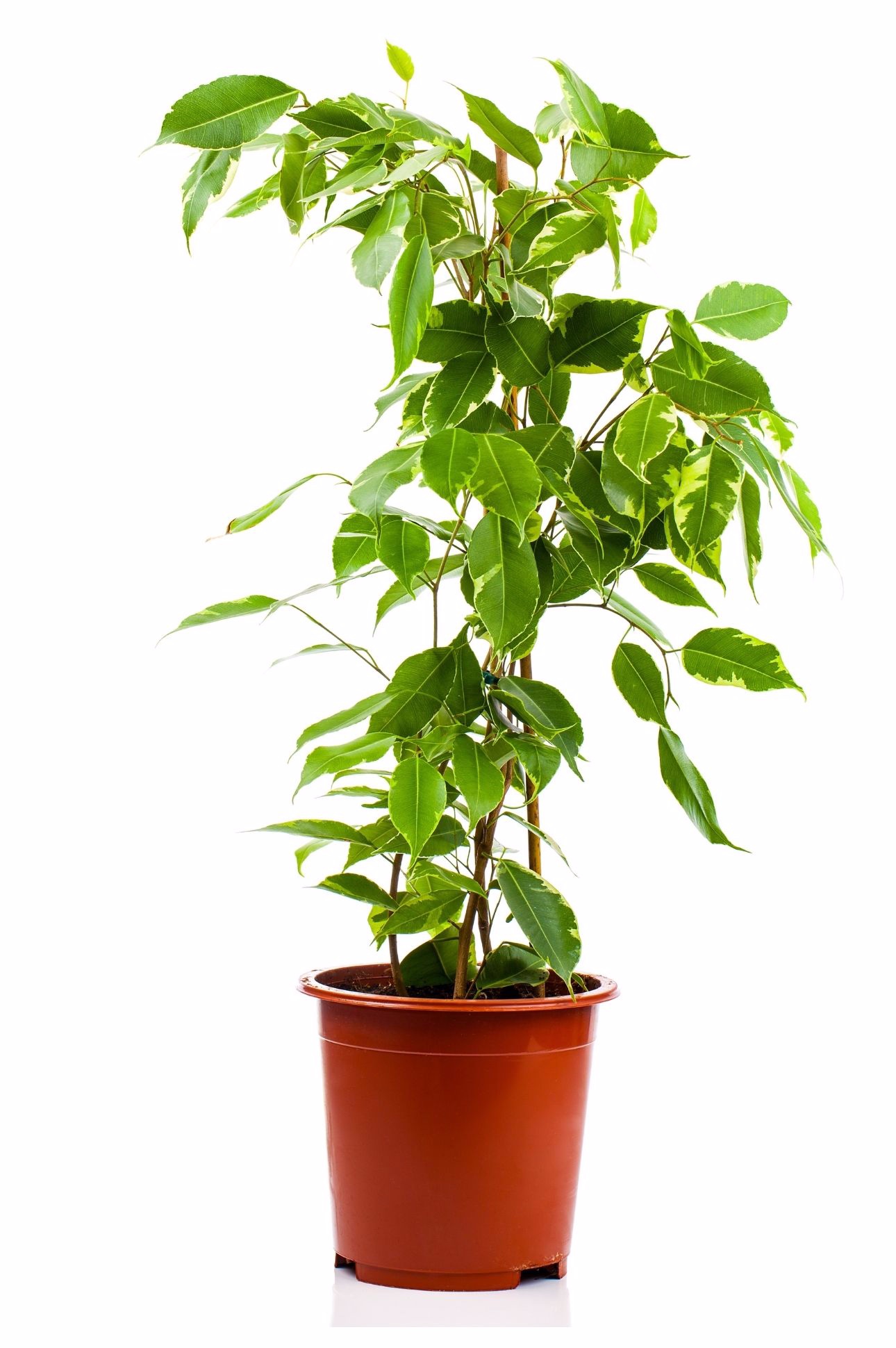 23Highest Oxygen Producing Air Purifying Plants