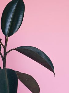 Ficus elastica - rubber plant