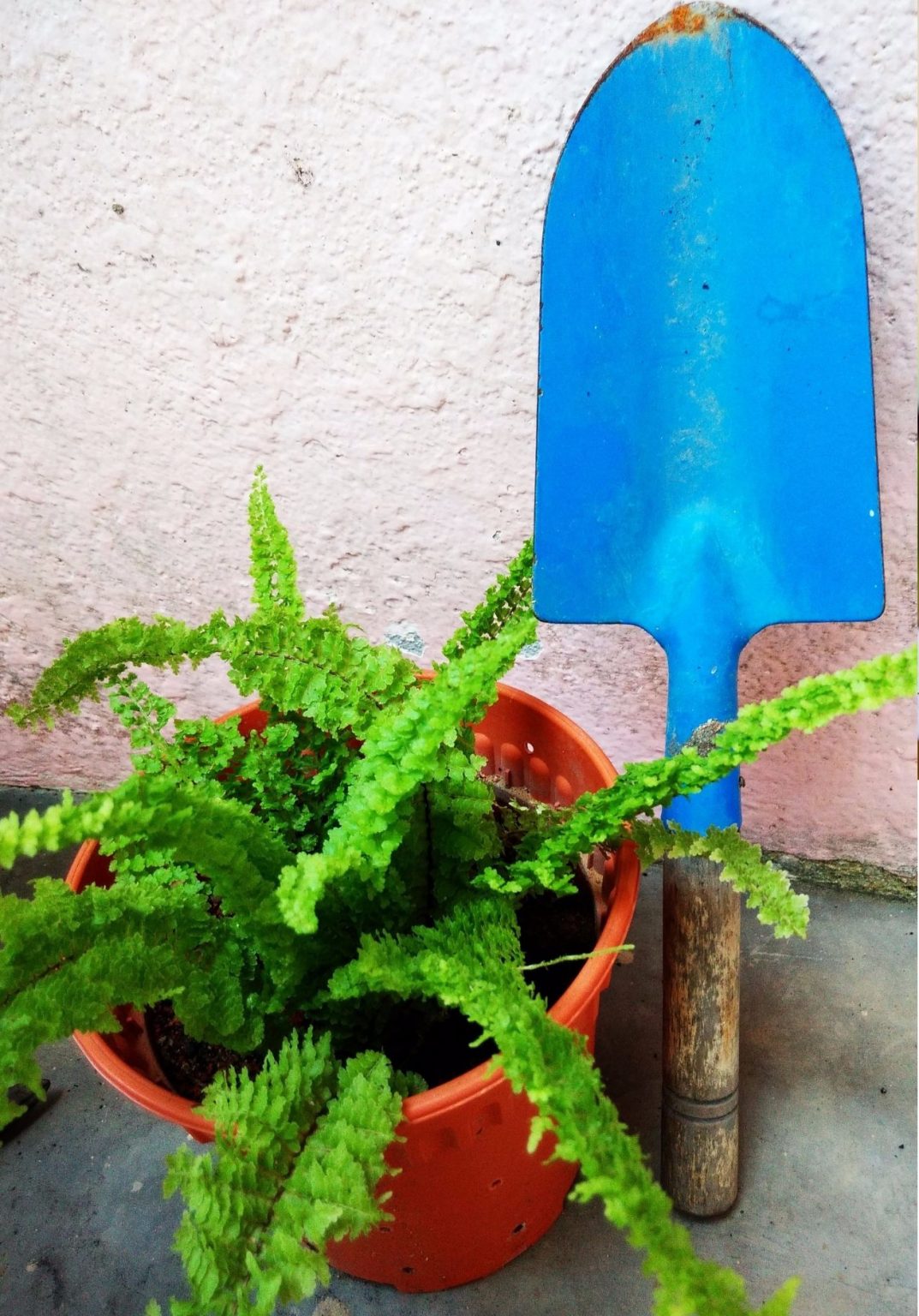 23Highest Oxygen Producing Air Purifying Plants