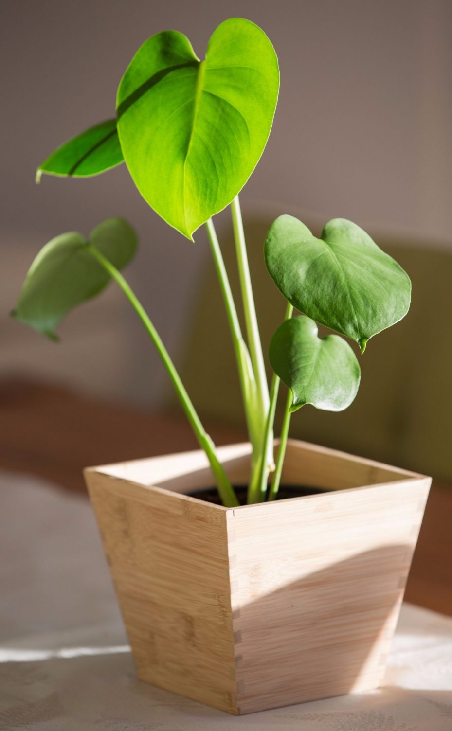 23Highest Oxygen Producing Air Purifying Plants