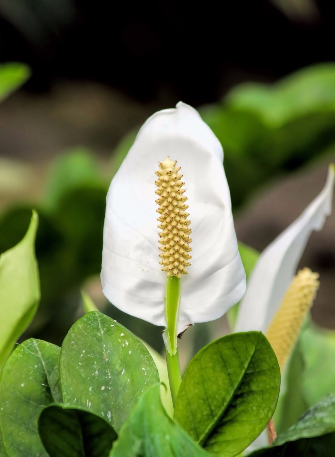 23Highest Oxygen Producing Air Purifying Plants