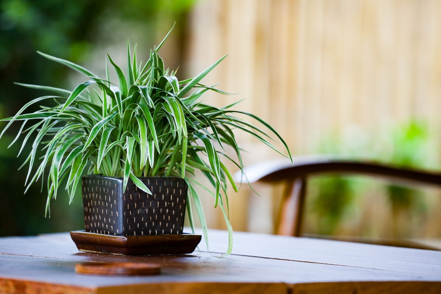 23-Highest Oxygen Producing Air Purifying Plants