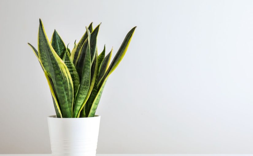 Do Snake Plants Clean The Air? (Mother-in-Law Tongue Benefits)