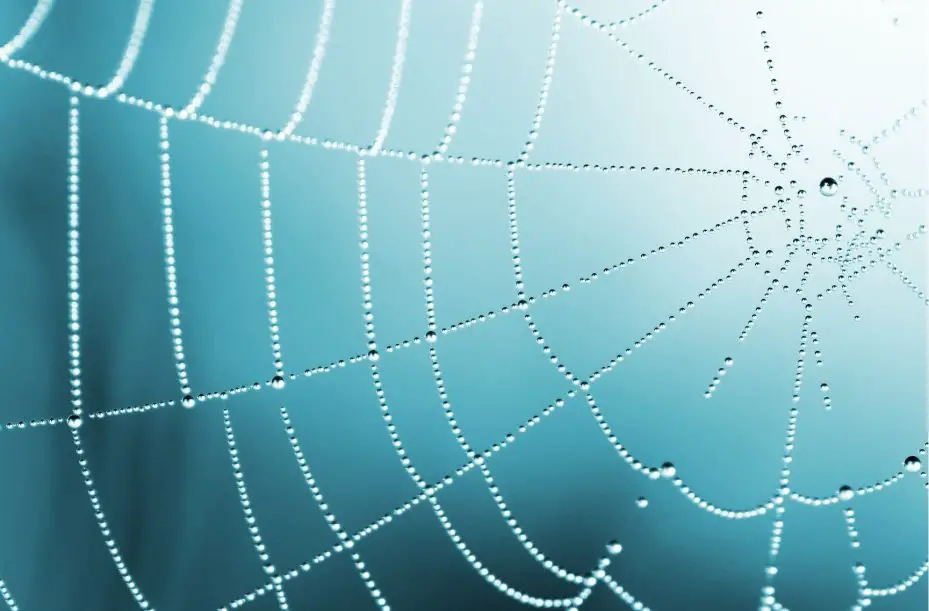 What Kills Spiders? Vinegar? Bleach? Hairspray?