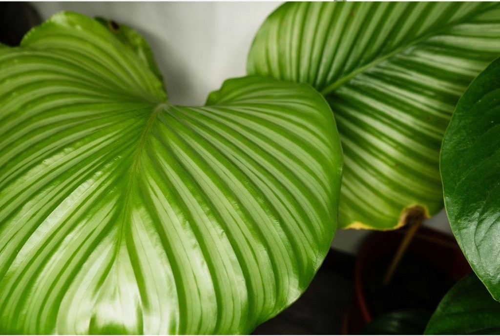 Are humidifiers good for plants