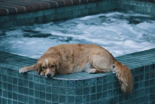 dog swimming pool