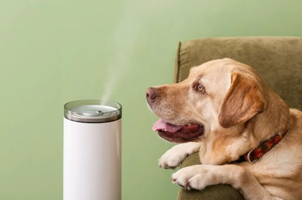 humidifier for dogs