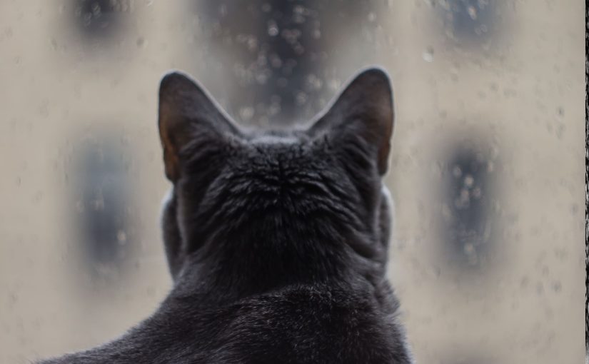 Will a Window Air Conditioner Work When it’s Raining?