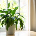 indoor plants that clean the air and remove toxins