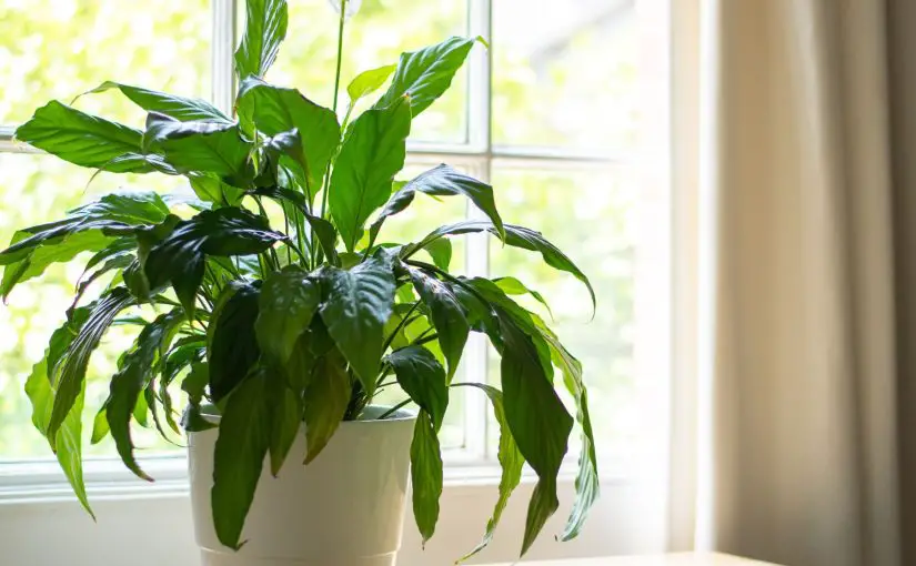 Breathe Easy: 20 Indoor Plants That Clean the Air and Remove Toxins