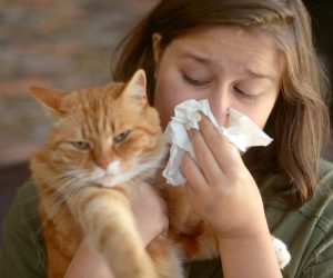 Allergies to Cats