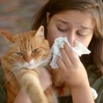 Can Air Purifiers Help with Cat Allergies?