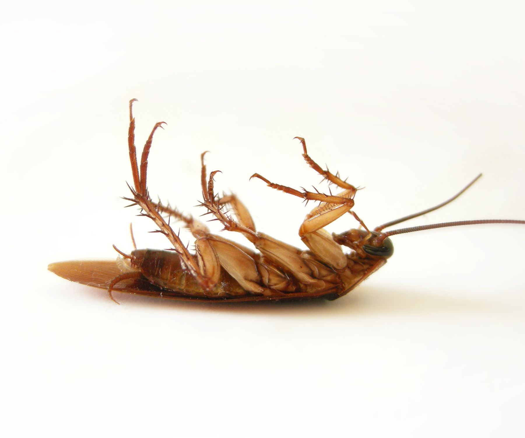 Do Cockroaches Really Spread Disease