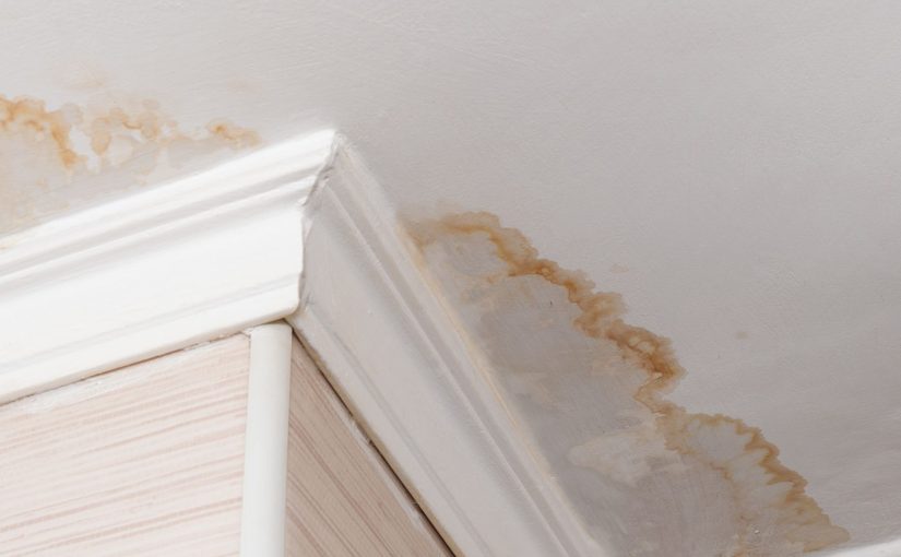 The Hidden Dangers of Painting Over Mold