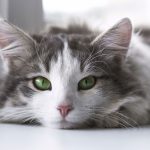 Will a Hepa Filter Help with Cat Allergies?