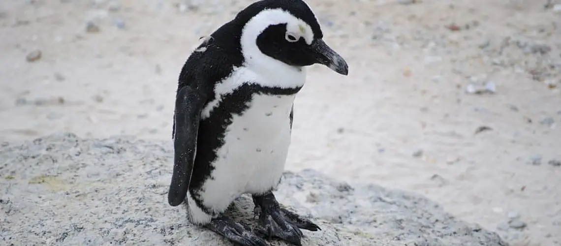 penguin-ze-tired-africa